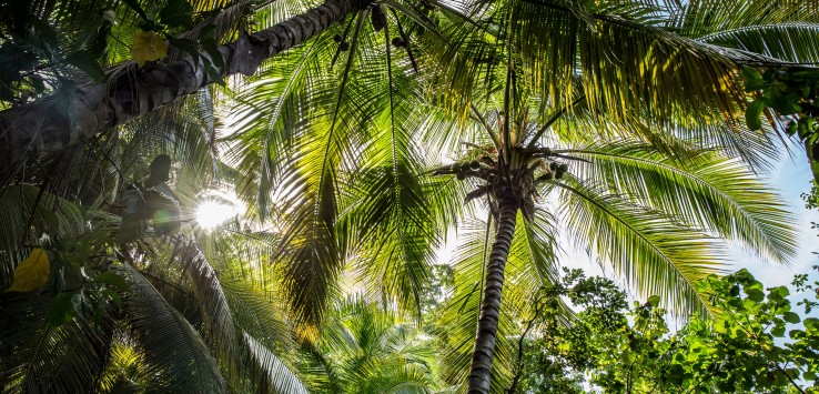 Dominikana-Patrycja-Borzecka-Palm-Trees